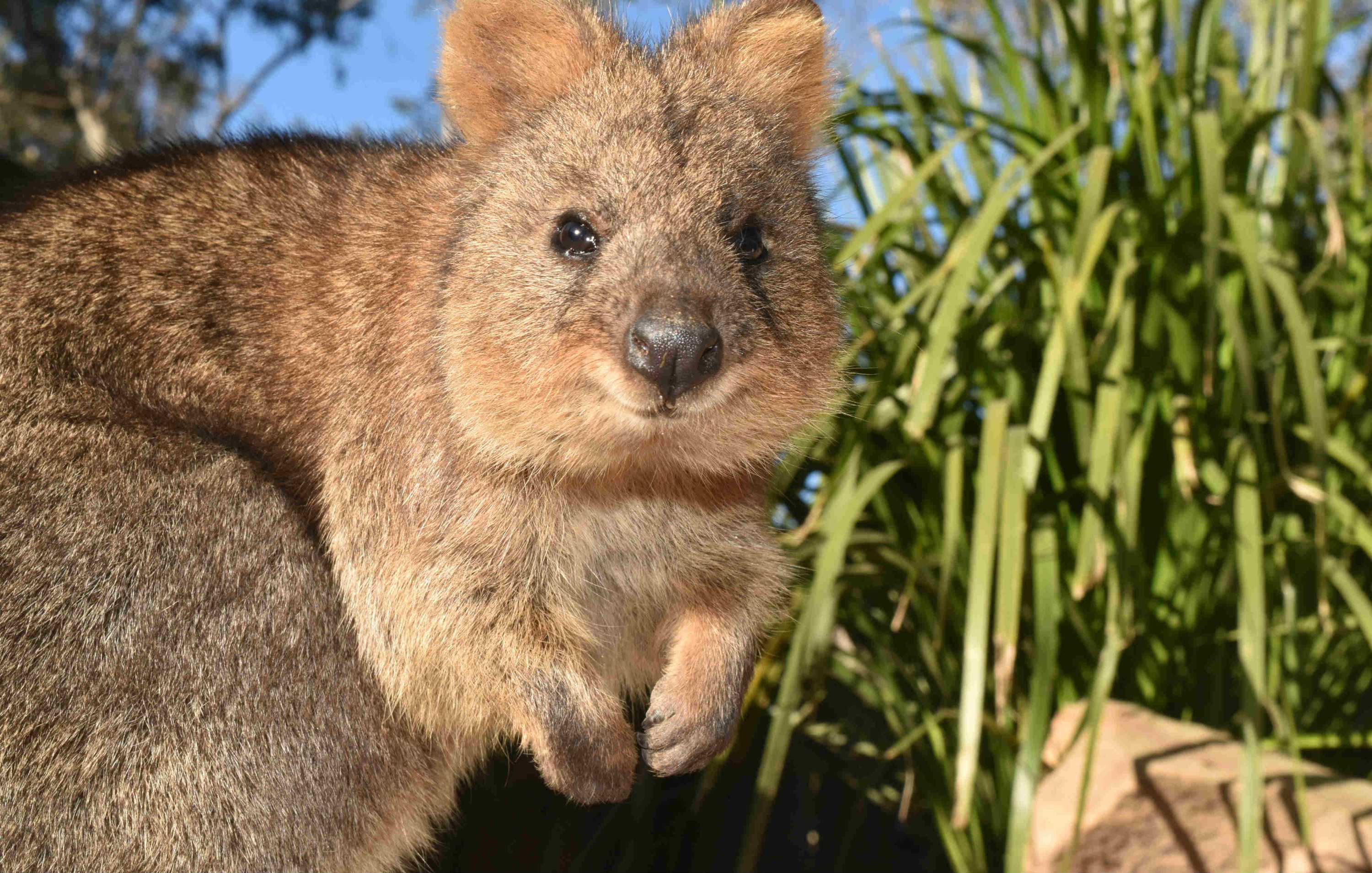 Baby quokka 'weeks away' from leaving mother's pouch as keepers give