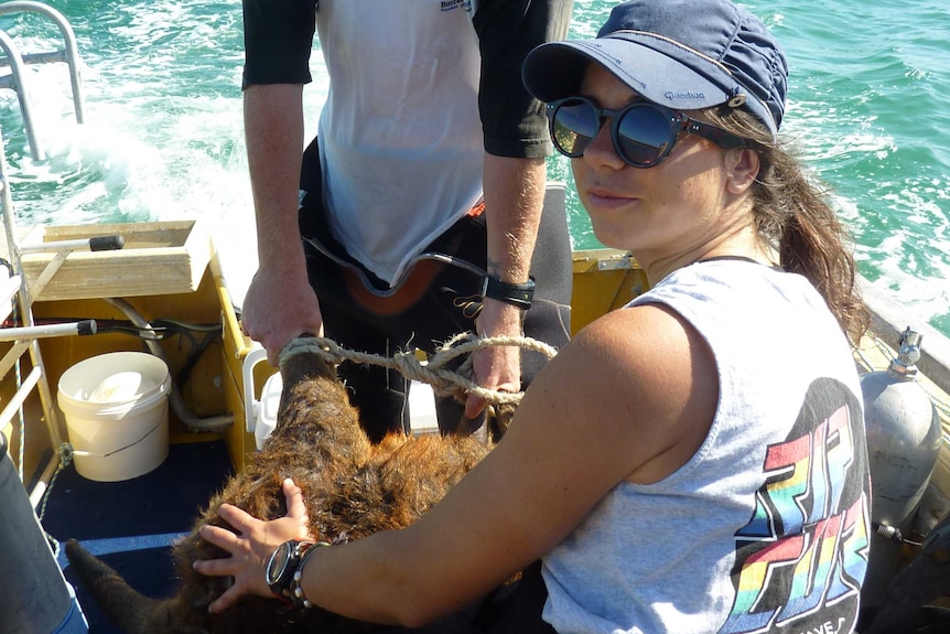A wallaby rescued after he was found lost at sea recovering on board a diving boat.