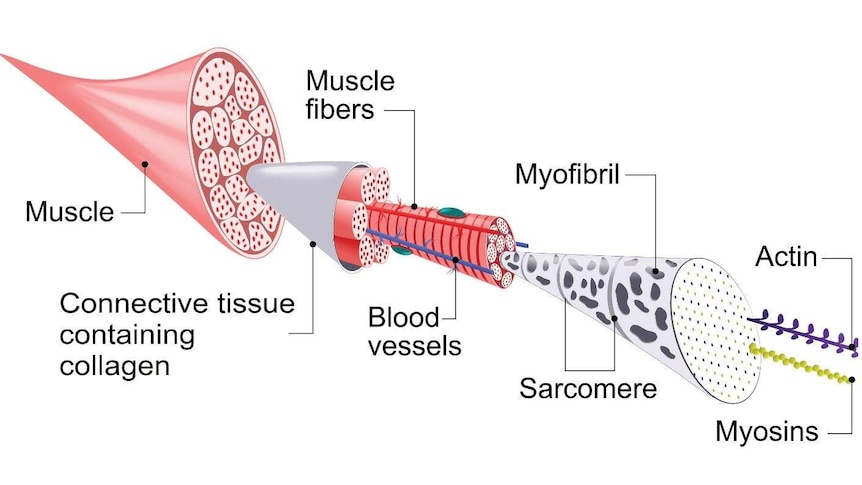 Components of skeletal muscle.