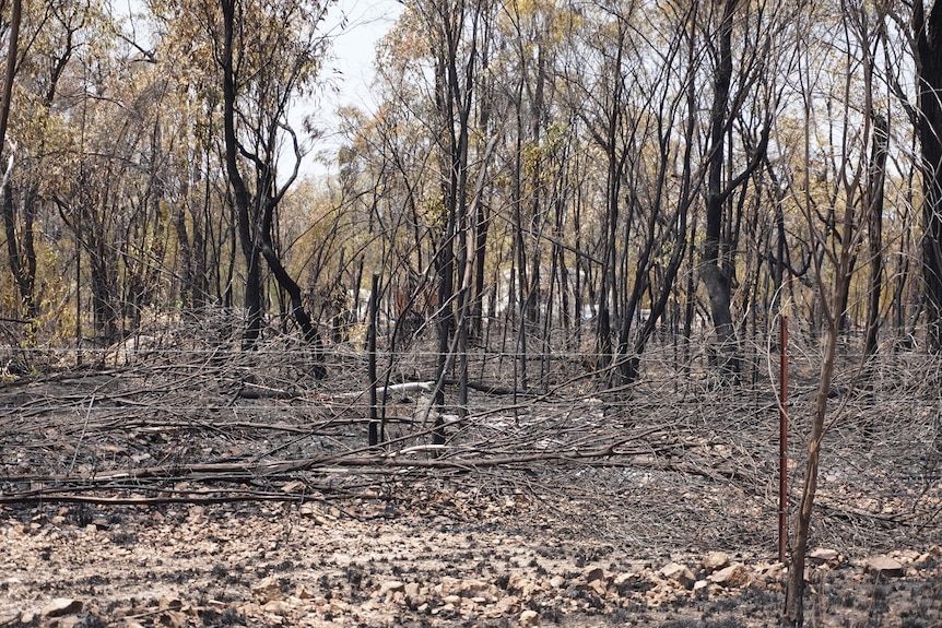 Blackened bushland shows the impact of fires in Tara