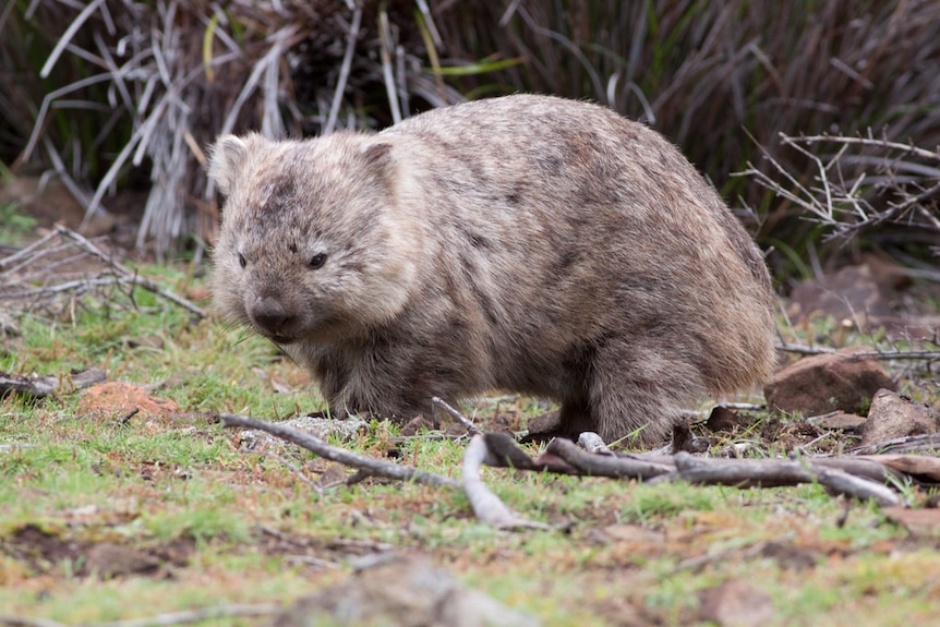 Wombat