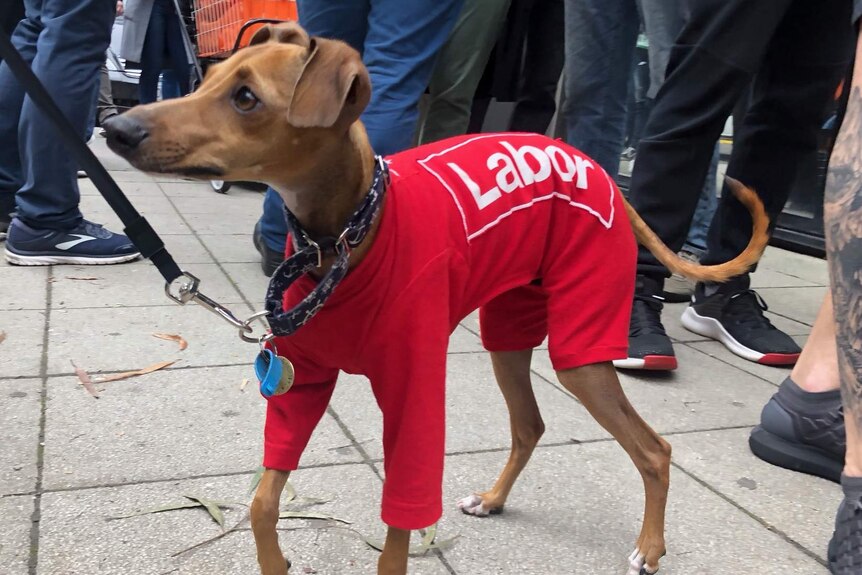 A dog wearing a red Labor jumper at a Melbourne polling booth.