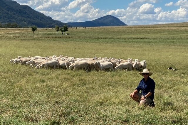 A woman in a blue shirt kneels in front of a flock of sheep.