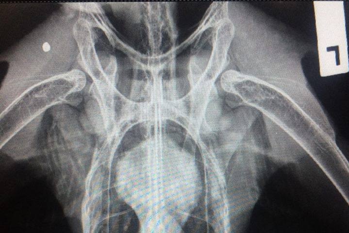 X-ray of shot white-bellied sea eagle
