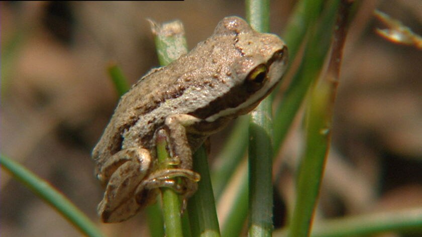The disease has wiped out four frog species in Australia.