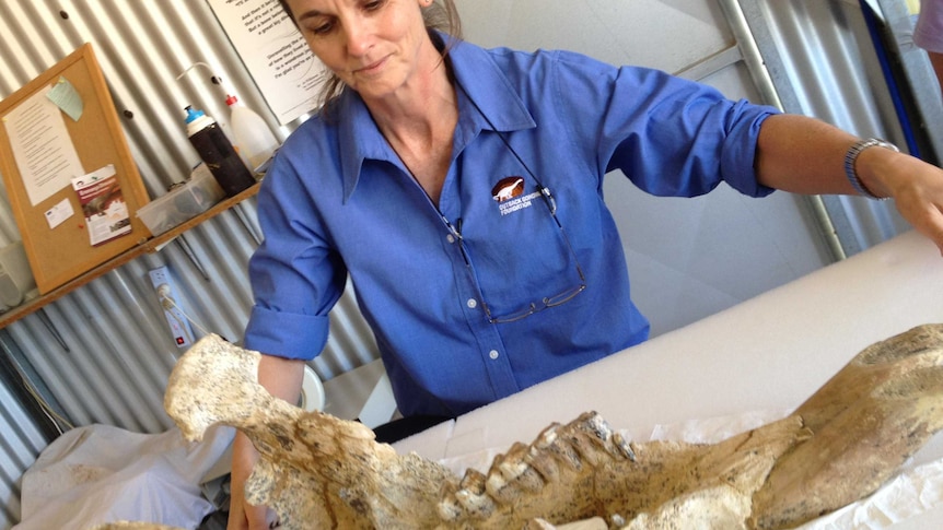 Robyn Mackenzie prepares a fossil at Eromanga, south-west of Longreach in far south-west Qld