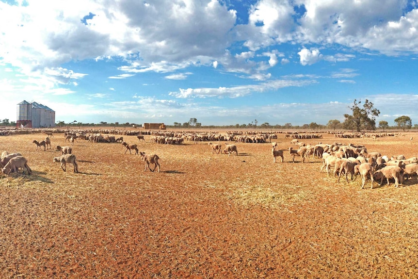 Sheep on the dry ground at Kigwigil station, about 40 kilometres north-west of Walgett in northern NSW.