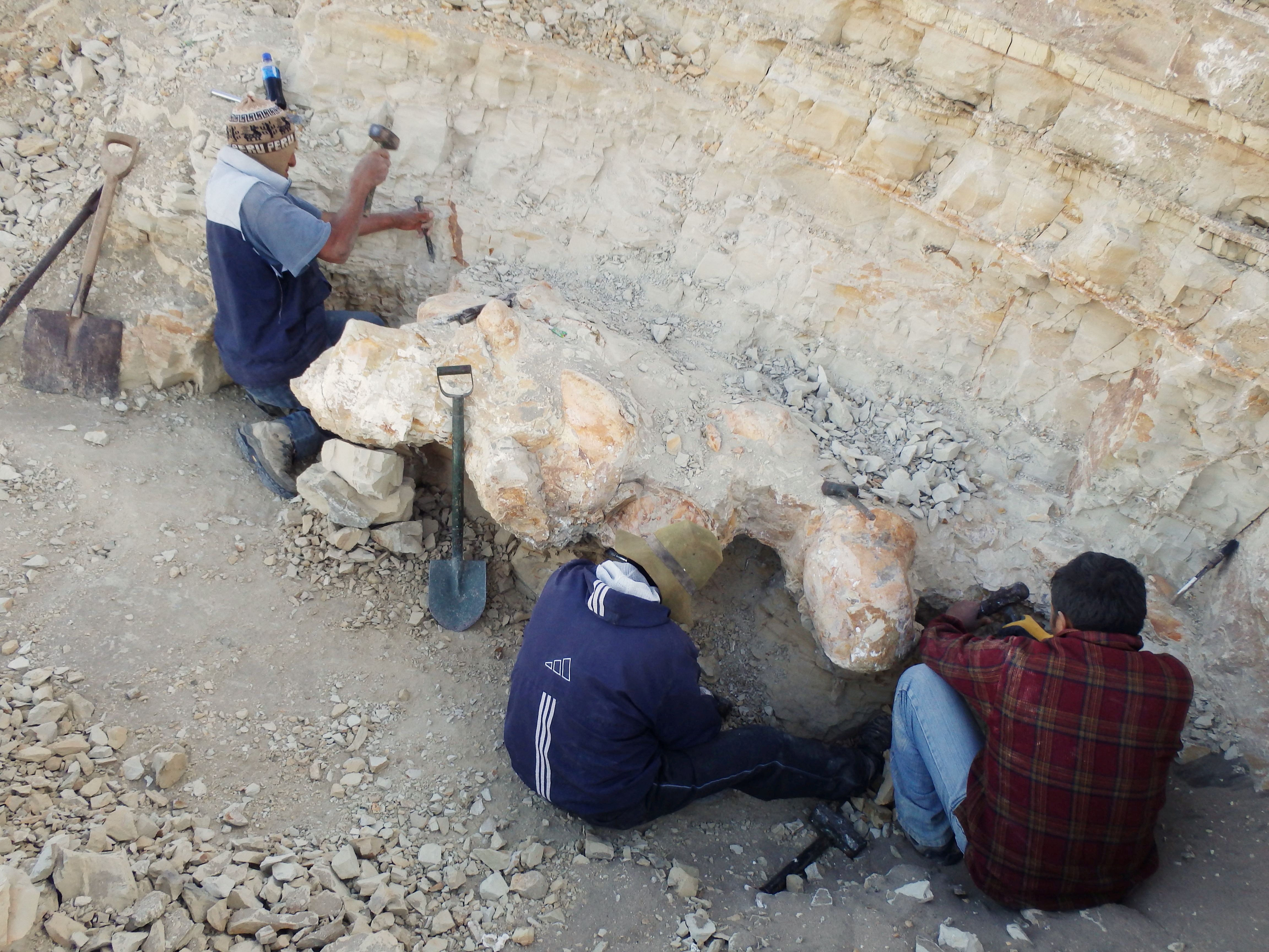 Scientists excavate a vertebra fossil of Perucetus colossus, a huge early whale that lived about 38-40 million years ago
