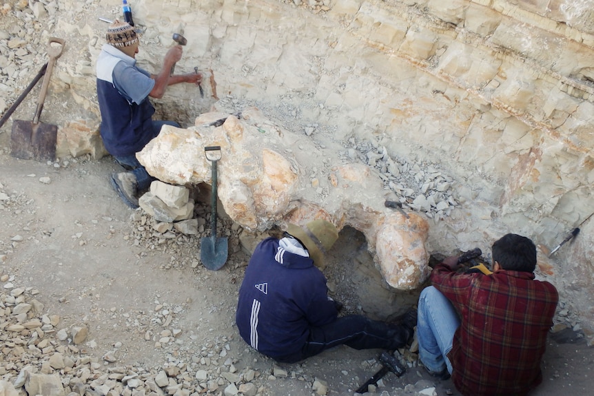 Scientists excavate a vertebra fossil of Perucetus colossus, a huge early whale that lived about 38-40 million years ago
