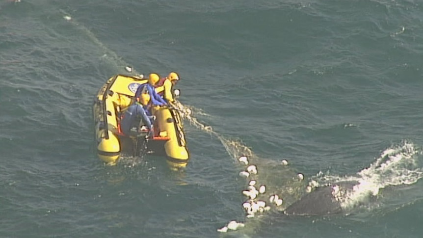 Authorities work to free a five-metre juvenile whale caught in shark nets