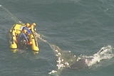 Whale caught in shark net off the Gold Coast