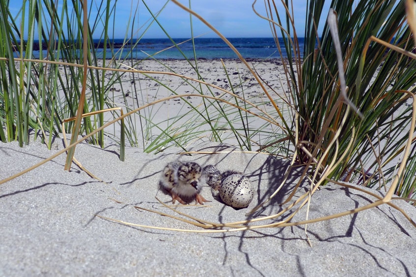 A hooded plover chick and eggs on the beach