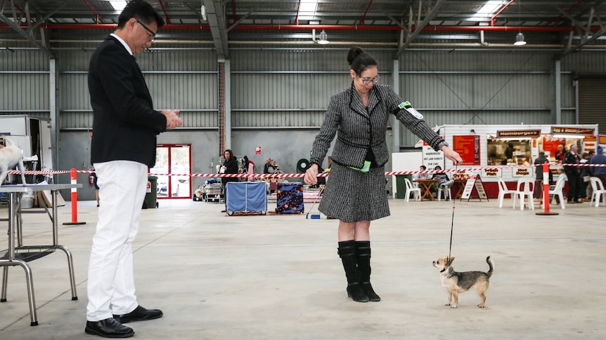 Zachary Tan assessing Kimberly Berlyn's smooth coat Chihuahua, Jazz.