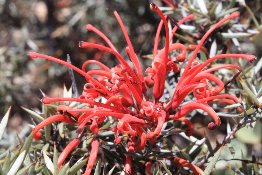 Grevillea kennedyana