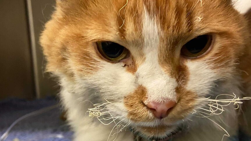 Pebbles the ginger cat sits on a table at the vet, its whiskers burnt and twisted.