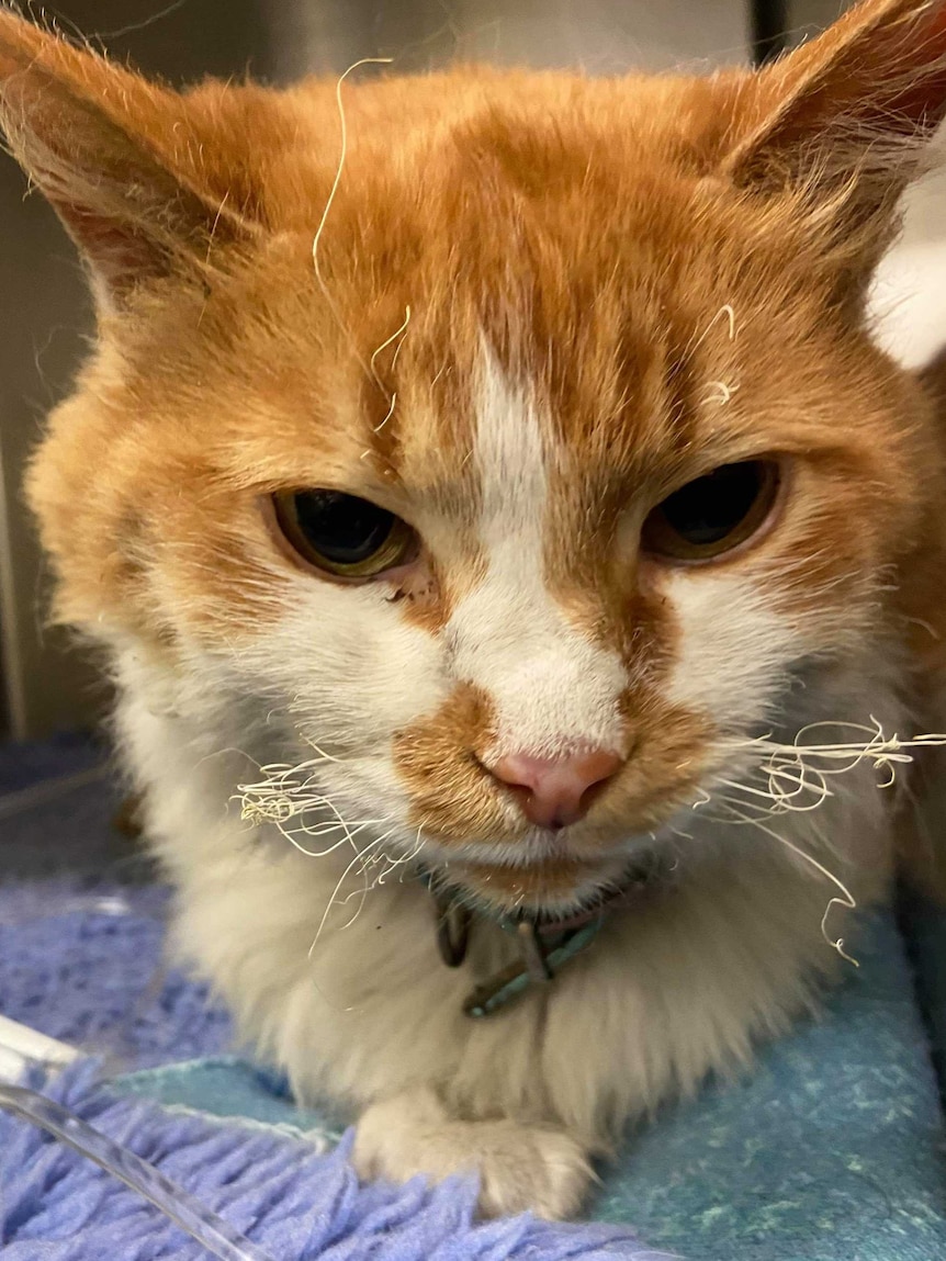 Pebbles the ginger cat sits on a table at the vet, its whiskers burnt and twisted.