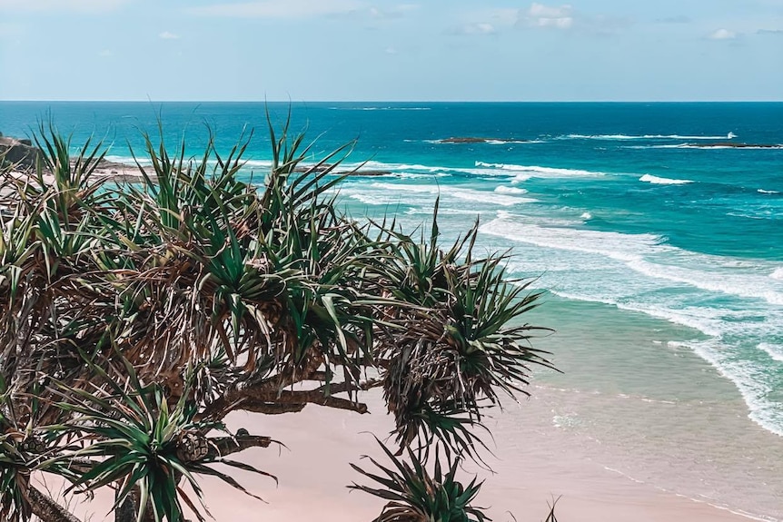 Ocean and beach with pandanus tree in foreground