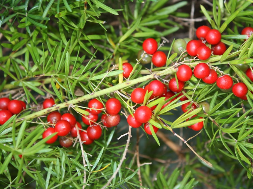 Bright, tomato-like berries on a fern.