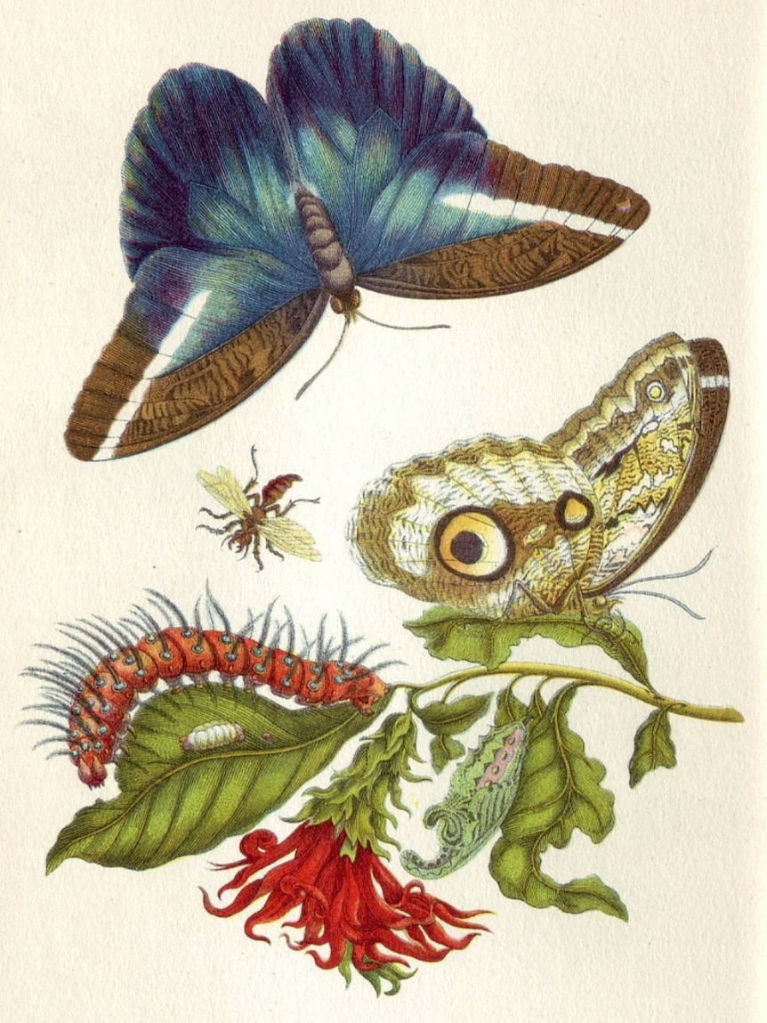 An image from Merian's book Metamorphosis Insectorum Surinamensium.