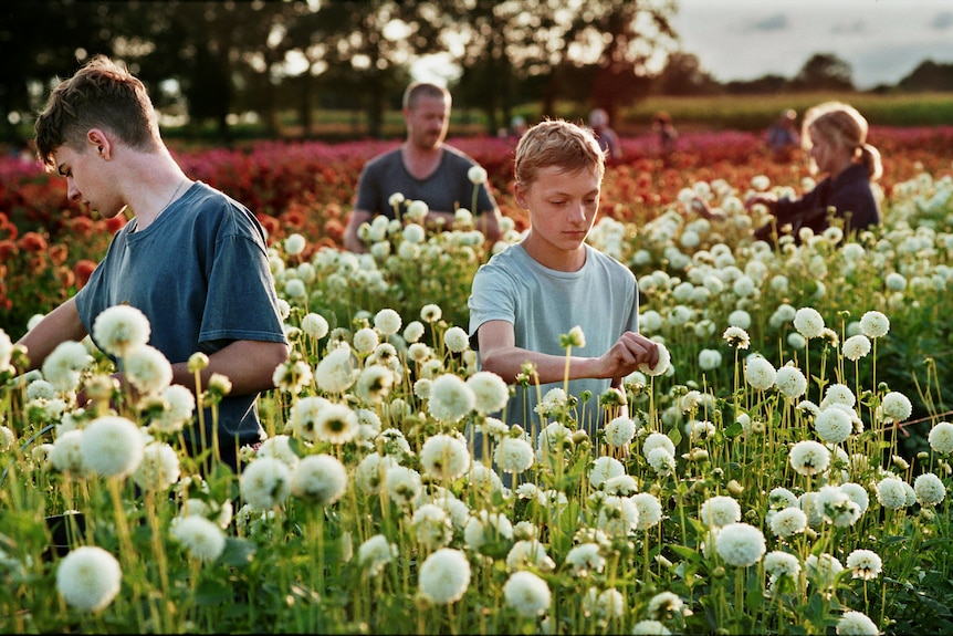 Two boys, and a man and a woman in the background, walk through a field of flowers