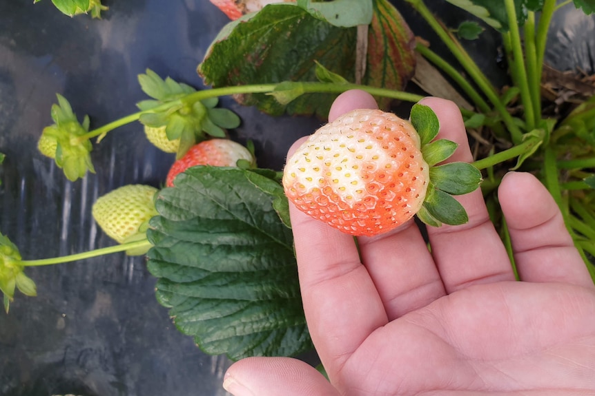 A pink strawberry with a white mark on it where a leaf shaded it from the sun.