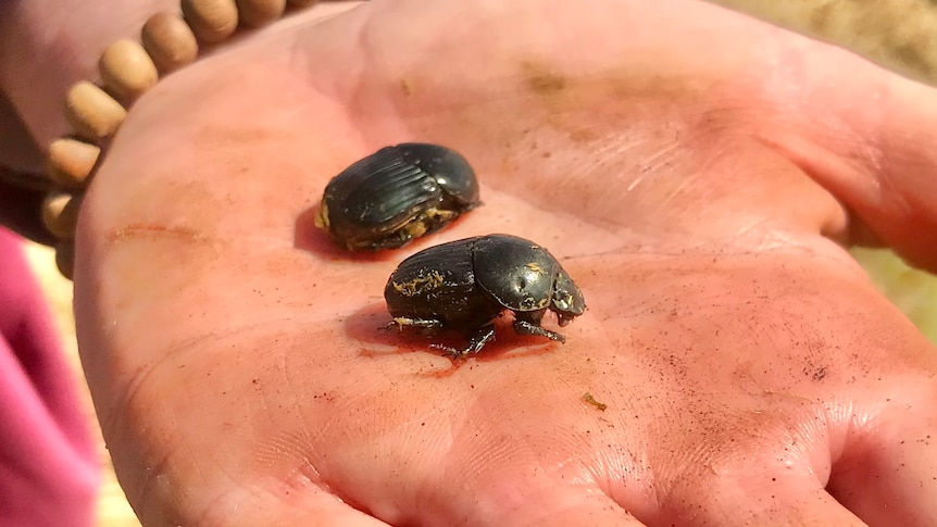 Close up of two large black dung beetles on the palm of a hand.