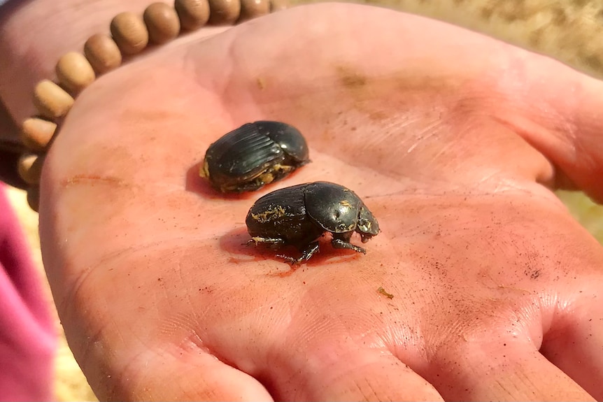 Close-up of two large black dung beetles on the palm of a hand.