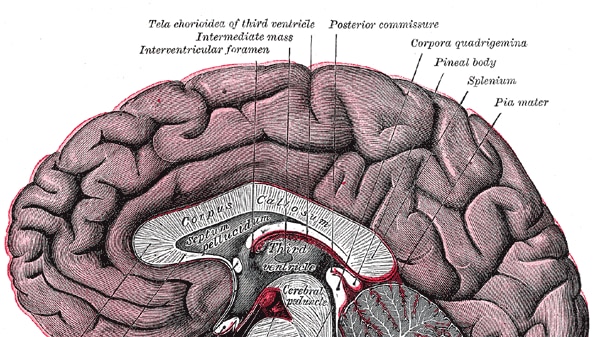 A drawn diagram of a human brain.