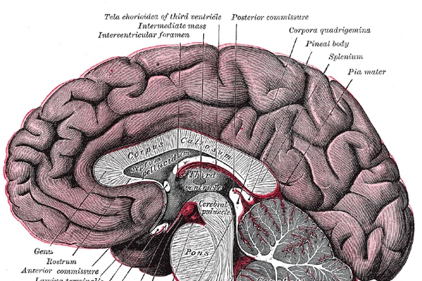 A drawn diagram of the human brain, cut down the centre.