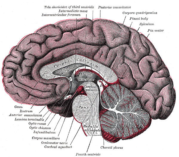 A drawn diagram of a human brain.