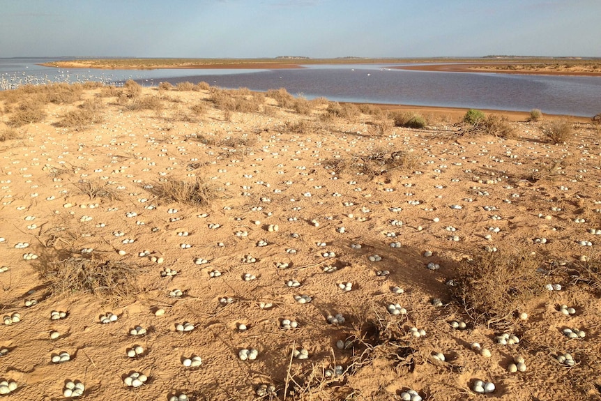 Hundreds of banded stilt eggs lay partly burried in soft ground on the edge of Lake Ballard, a salt lake in Western Australia.