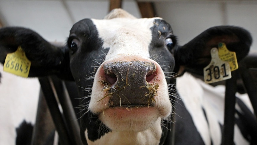 A close photo of a dairy calf's face