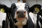 A close photo of a dairy calf's face