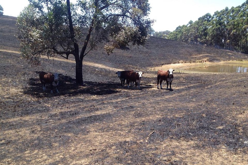 Cows in blackened field