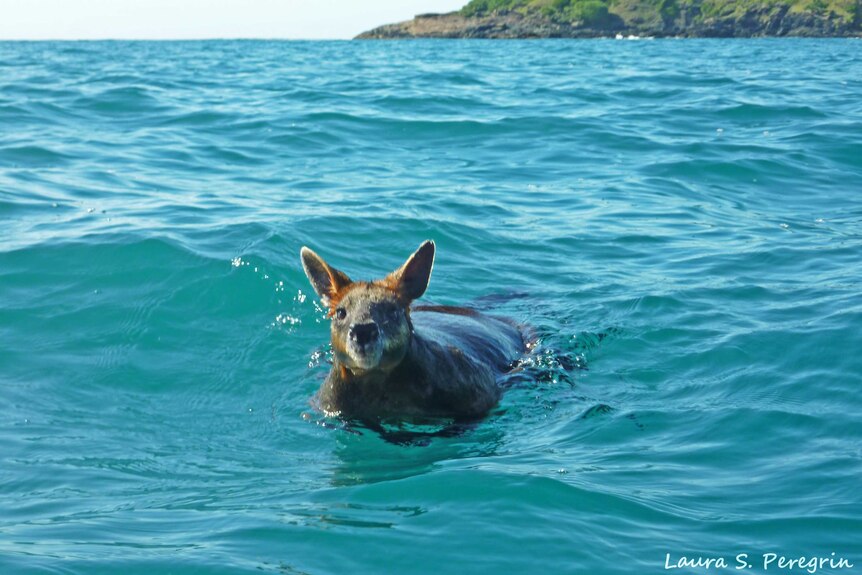 'Swampy' the wallaby approaching a boat carrying divers a kilometre from Arrawarra Headland, north of Coffs Harbour.