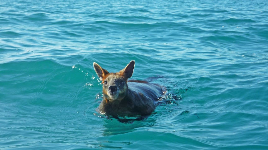 'Swampy' the wallaby approaching a boat carrying divers a kilometre from Arrawarra Headland, north of Coffs Harbour.