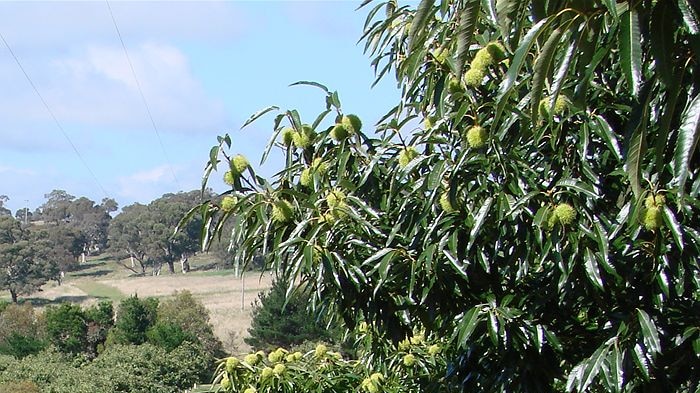 Chestnut landscape