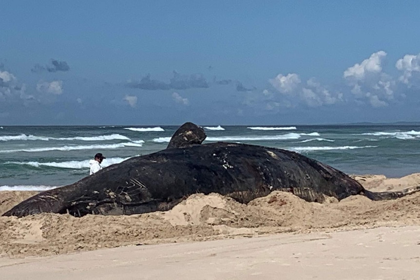 The carcass of a sperm whale dwarfs a man in white overalls on a beach at Ballina.
