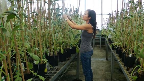 Claire Brandenburger tends plants in the glasshouse.