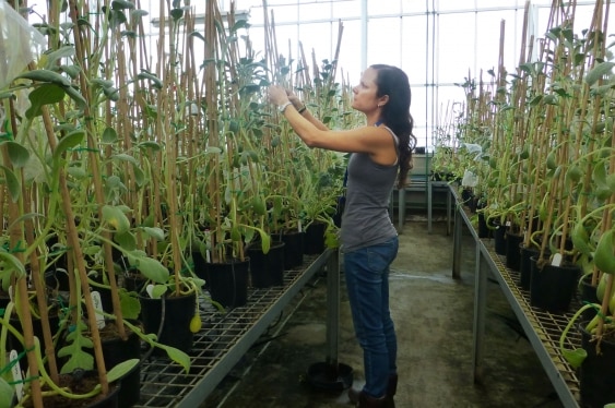 Claire Brandenburger tends plants in the glasshouse.