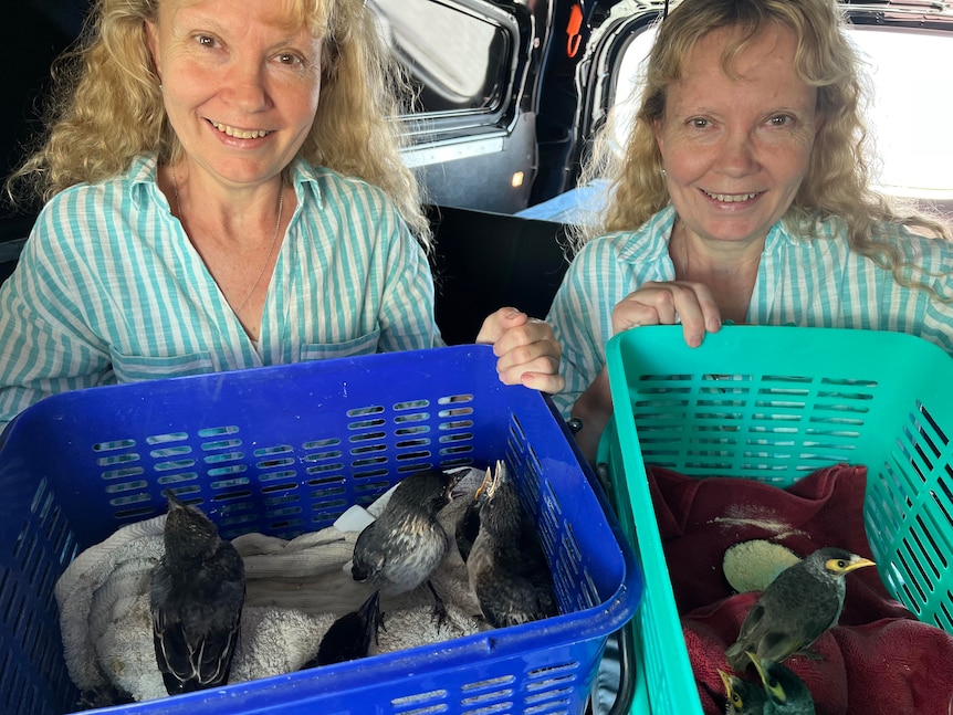 Two women who are identical twins with baskets containing birds