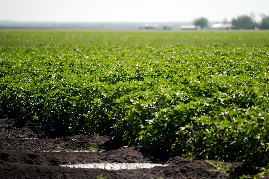 Photo of cotton crops.