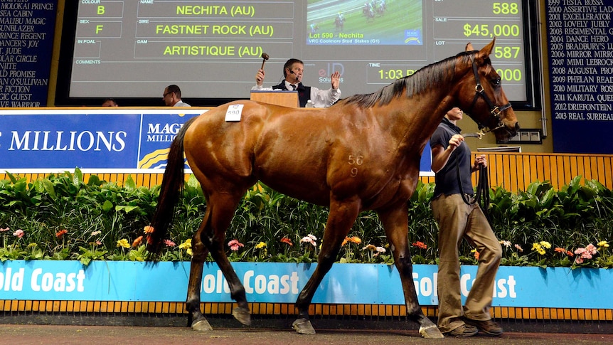 Horse sold at the Magic Millions