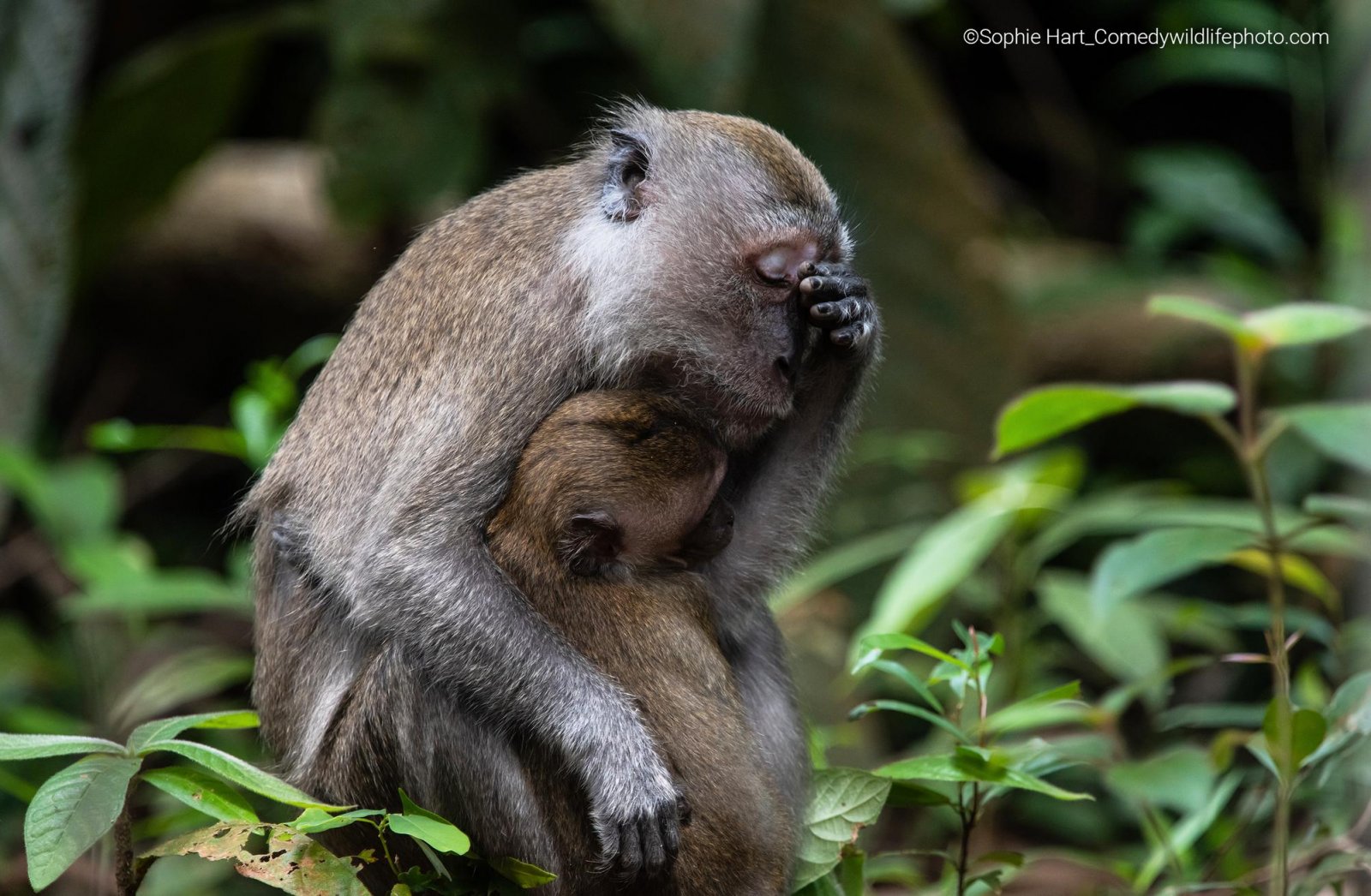 A baby long-tailed macaque clings on to its weary mother in the jungle.