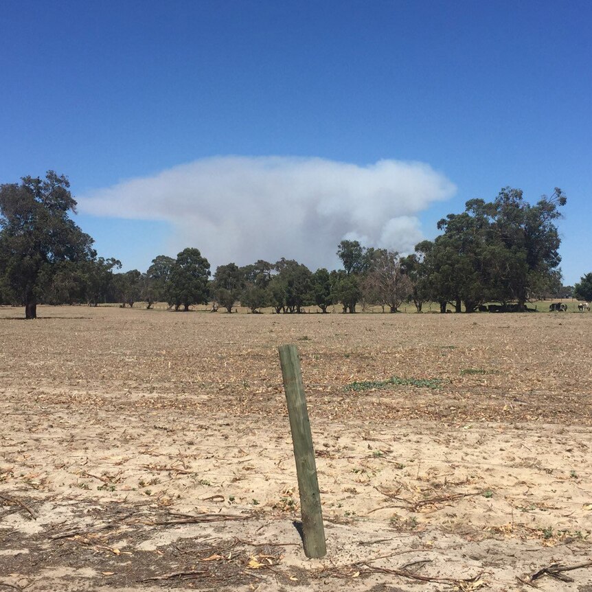 A big cloud of bushfire smoke sits above a line of trees with a paddock and fence poist in the foreground.