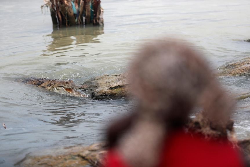 a crocodile at the lakeshore, a woman's head in an african scarf silhouetted int he foreground, she is just metres from it