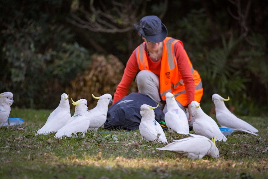 Scientist Dr Barbara Klump kneels down to work with a group of cockatoos
