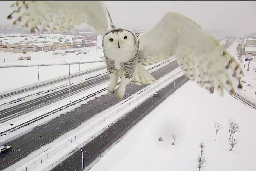 A snowy owl in flight over Montreal