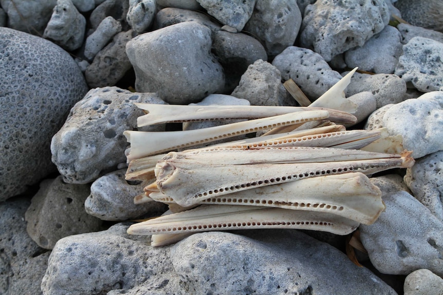 Remains of dolphins hunted in Solomon Islands