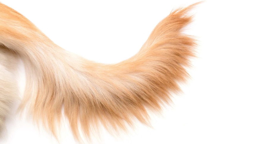 The bushy brown dog tail of a golden retriever.